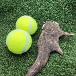 Medium Fallow Antler