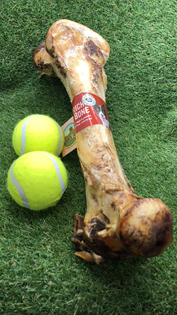 Ostrich Dino Bone