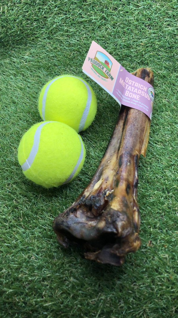 Ostrich Metatarsus Bone