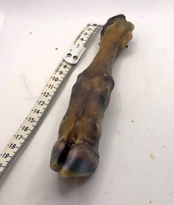 Lamb Foot