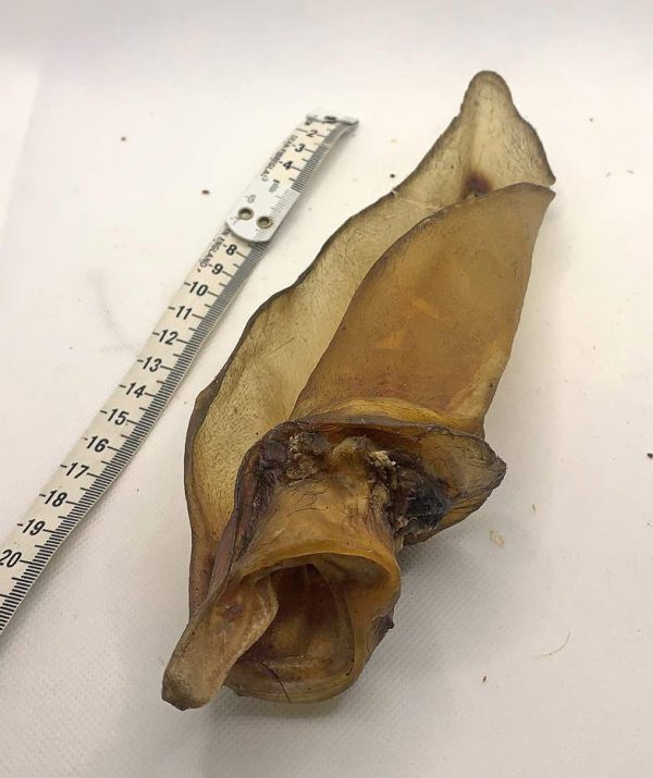 Buffalo Ear