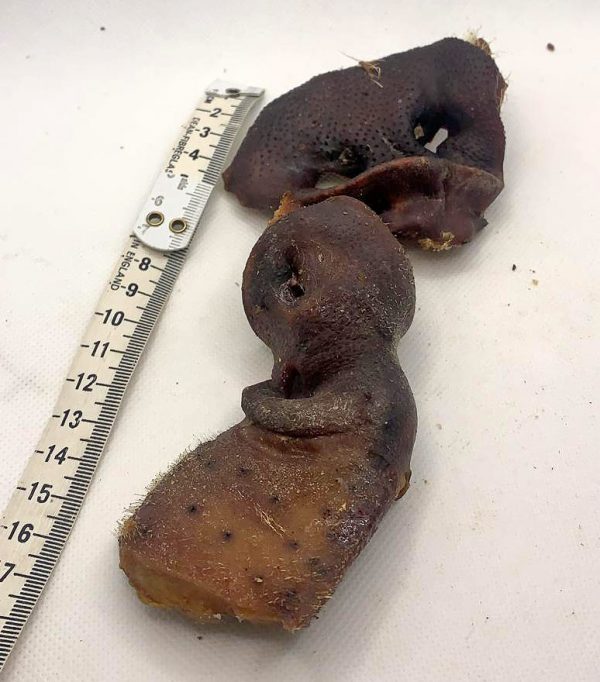 Pig Snouts x 2