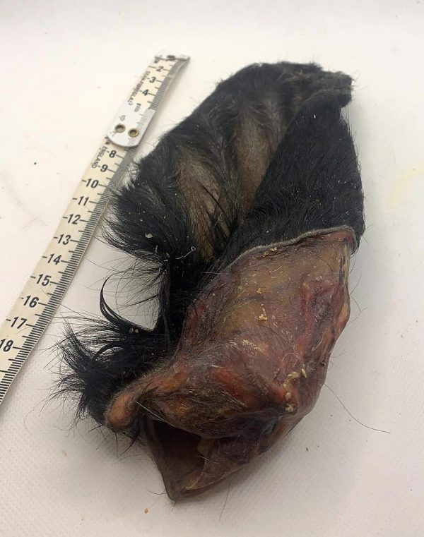 Hairy Cows Ear