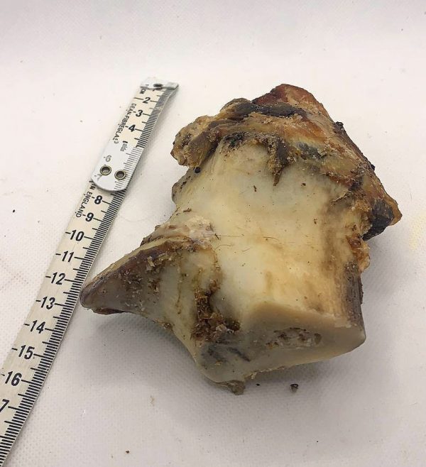 Small Roast Bone