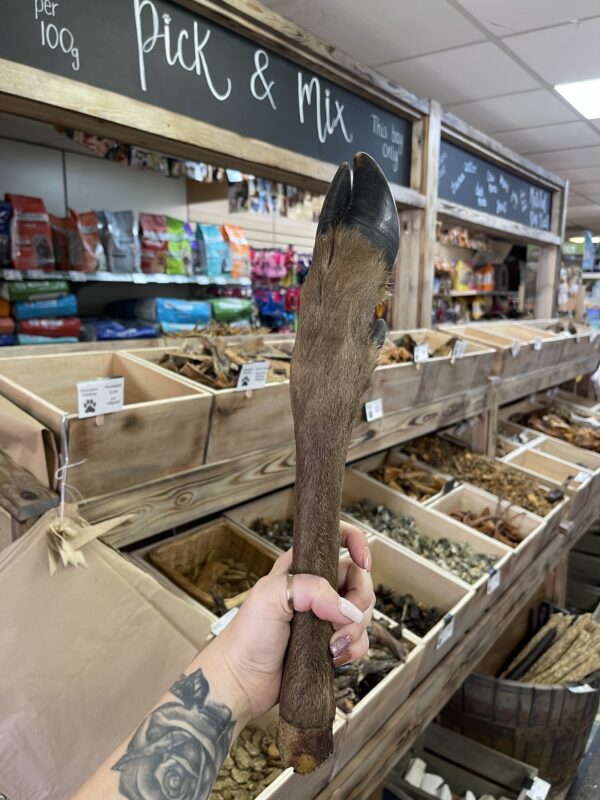Deer Leg