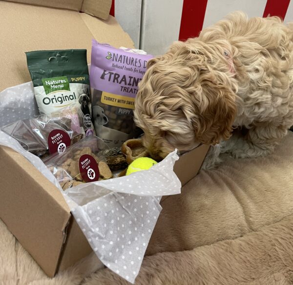 Puppy Survival Pack - Image 3
